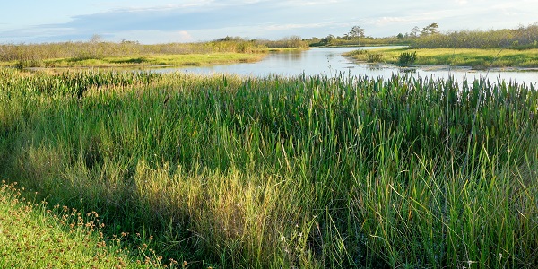 Swampy marsh area