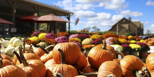 Pumpkin patch