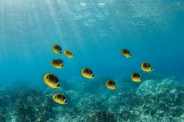 Protecting Hawai‘i’s Coral Reefs with a First-of-Its-Kind Insurance Policy