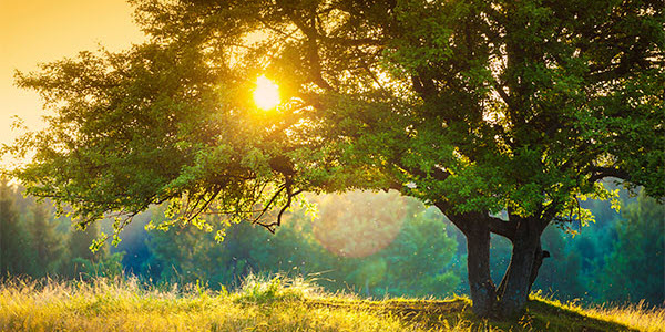 trees