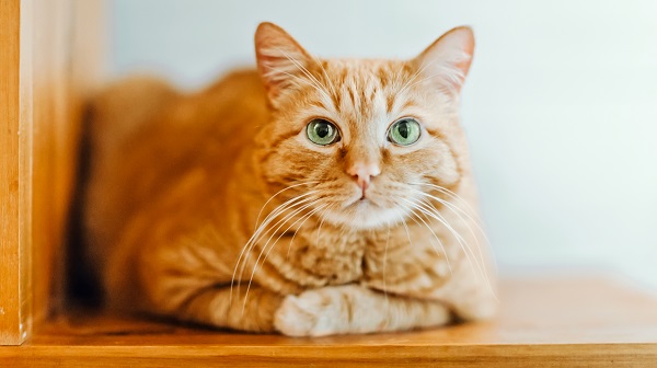 Orange cat sitting with paws crossed