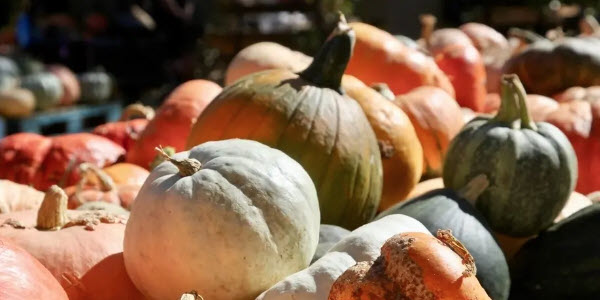 Where To Pick Pumpkins In Manassas This Fall